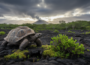 Giants Return Home: Galápagos Tortoises Reclaim Floreana Island After 180 Years